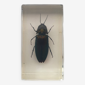 Insect under resin - beetle with iridescent reflections to identify curiosity - no. 39