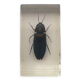 Insect under resin - beetle with iridescent reflections to identify curiosity - no. 39