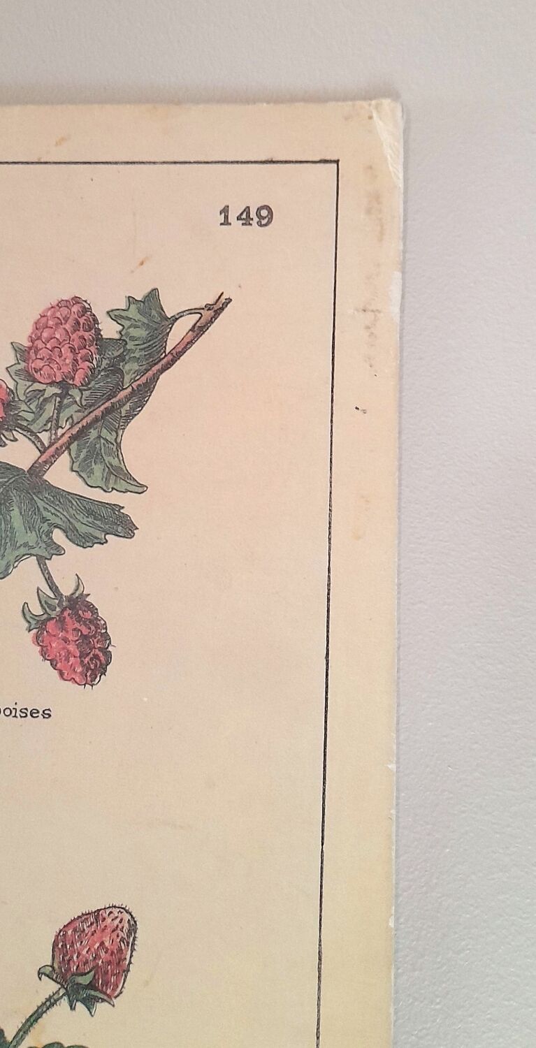 Deyrolles poster 'jams'