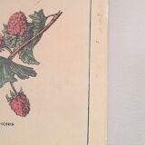 Deyrolles poster 'jams'