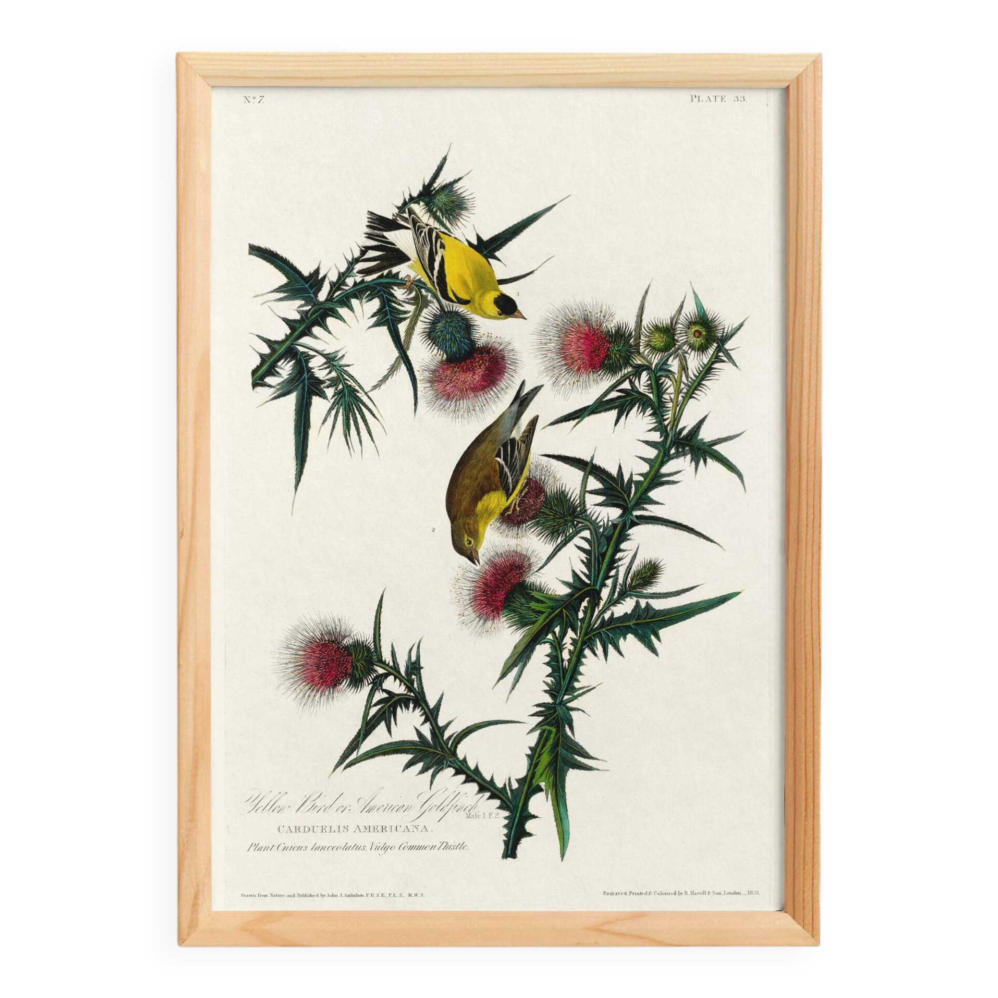 Poster about the Yellow Goldfinch, based on an old engraving from 1827.