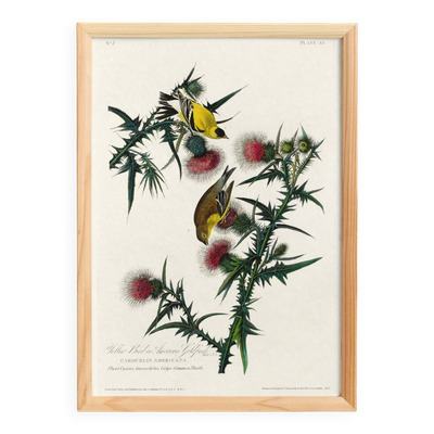 Affiche sur le Chardonneret jaune, d’après une gravure ancienne de 1827.