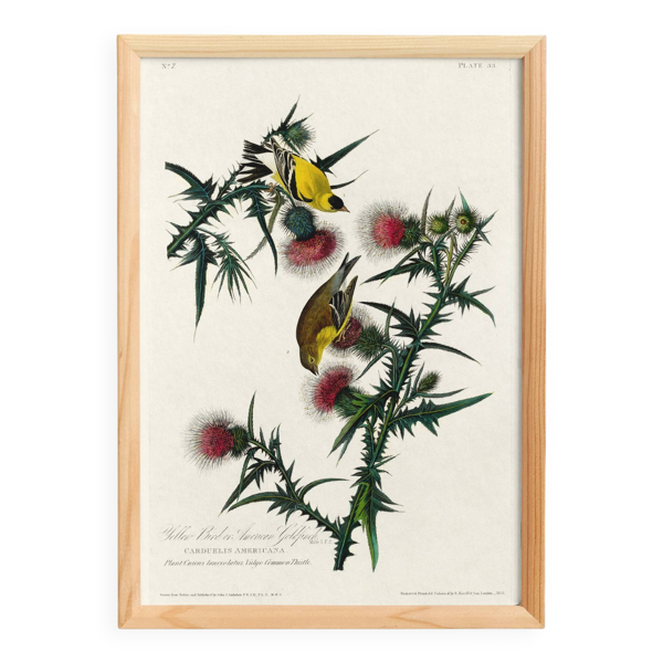 Affiche sur le Chardonneret jaune, d’après une gravure ancienne de 1827.