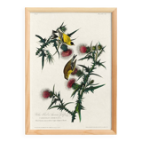 Poster about the Yellow Goldfinch, based on an old engraving from 1827.