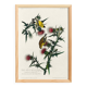 Poster about the Yellow Goldfinch, based on an old engraving from 1827.