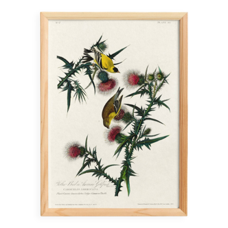 Poster about the Yellow Goldfinch, based on an old engraving from 1827.