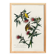 Poster about the Yellow Goldfinch, based on an old engraving from 1827.