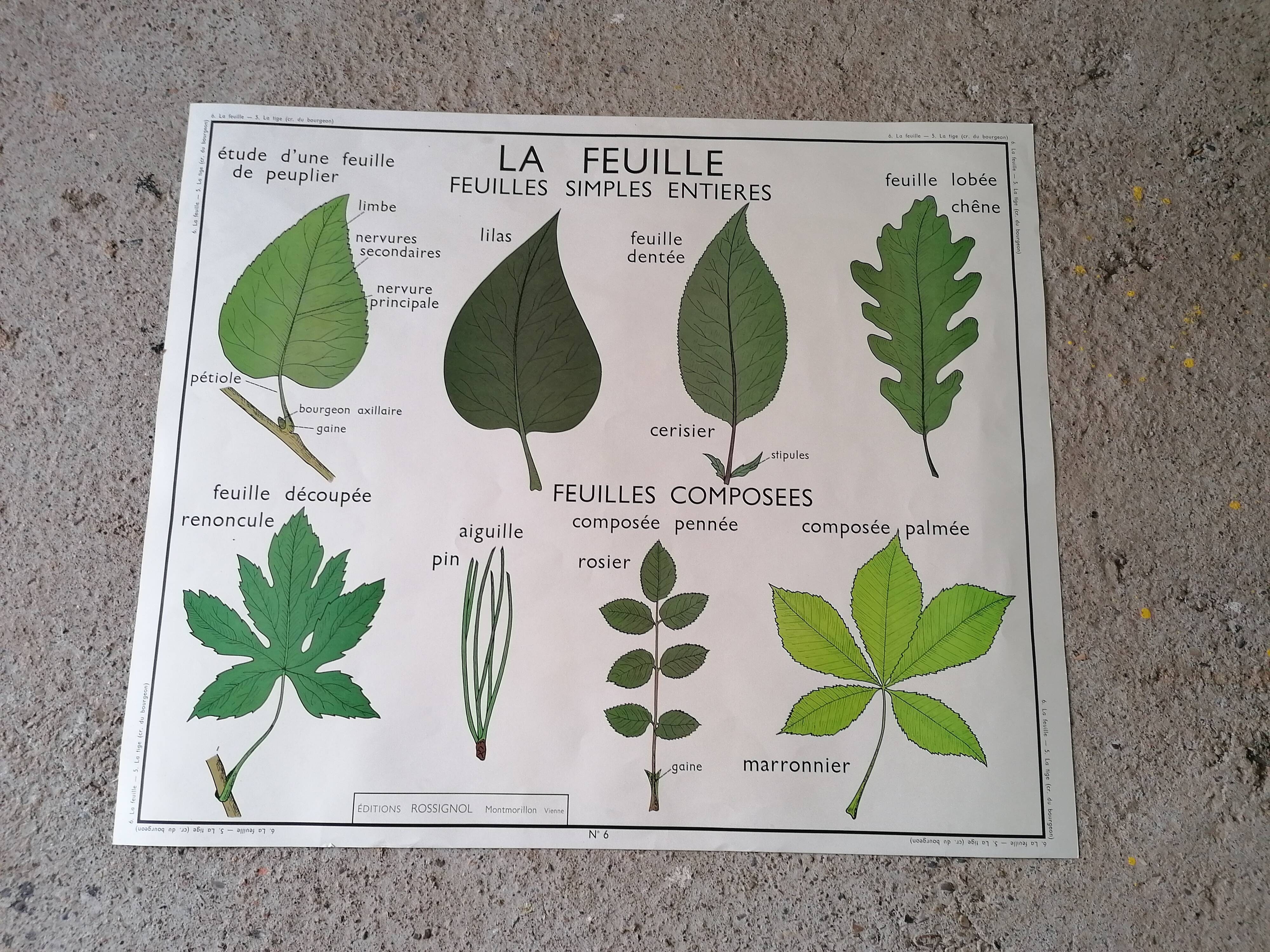 Rossignol school poster from the 60s: The Leaf - The stems.