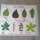 Rossignol school poster from the 60s: The Leaf - The stems.