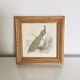 Cadre vintage paon lithographie