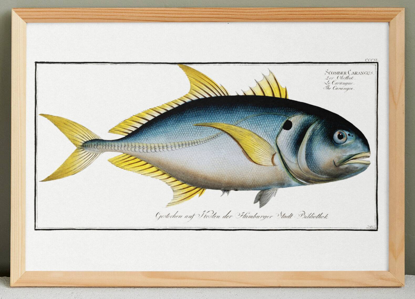 Poster about “the jack”, a fish, based on an old engraving from 1746.