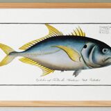 Poster about “the jack”, a fish, based on an old engraving from 1746.