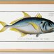 Poster about “the jack”, a fish, based on an old engraving from 1746.