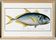 Poster about “the jack”, a fish, based on an old engraving from 1746.
