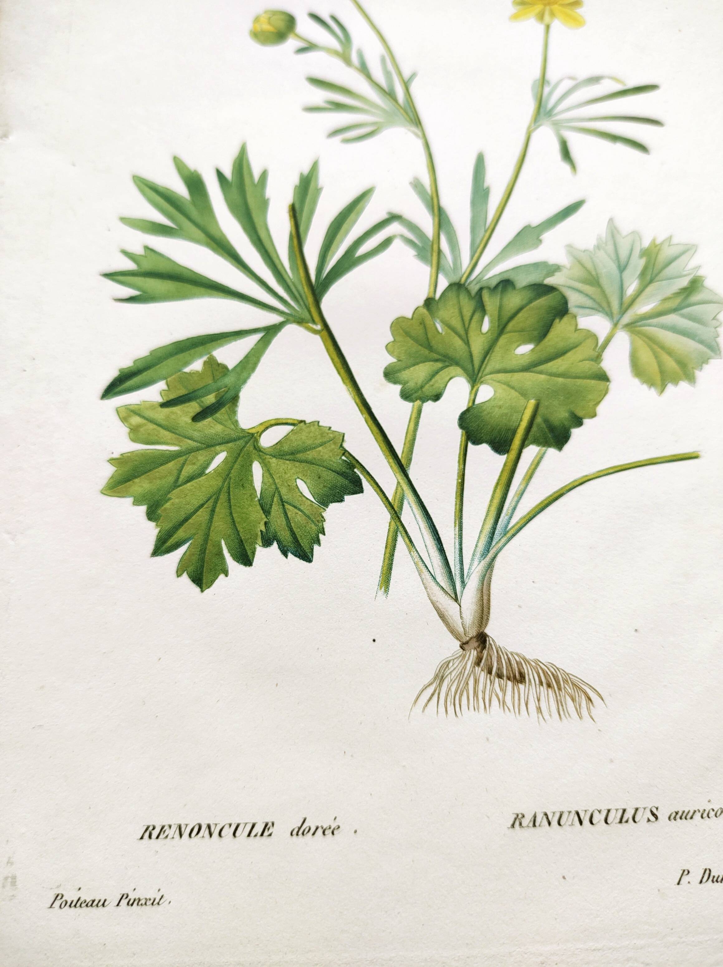 Antique botanical engraving from 1829 - Golden buttercup - By Poiteau. Flower