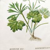 Gravure botanique ancienne de 1829 - Renoncule dorée- Par Poiteau. Fleur