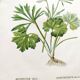 Antique botanical engraving from 1829 - Golden buttercup - By Poiteau. Flower