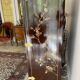 Lacquered TV unit
