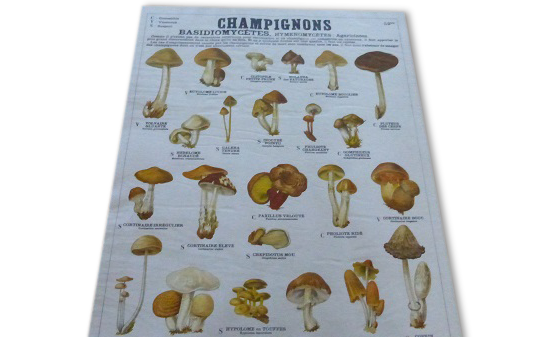 Educational poster DEYROLLE