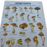 Educational poster DEYROLLE