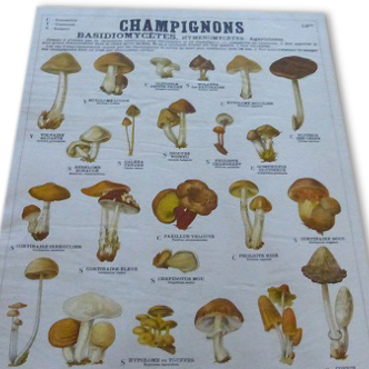 Educational poster DEYROLLE