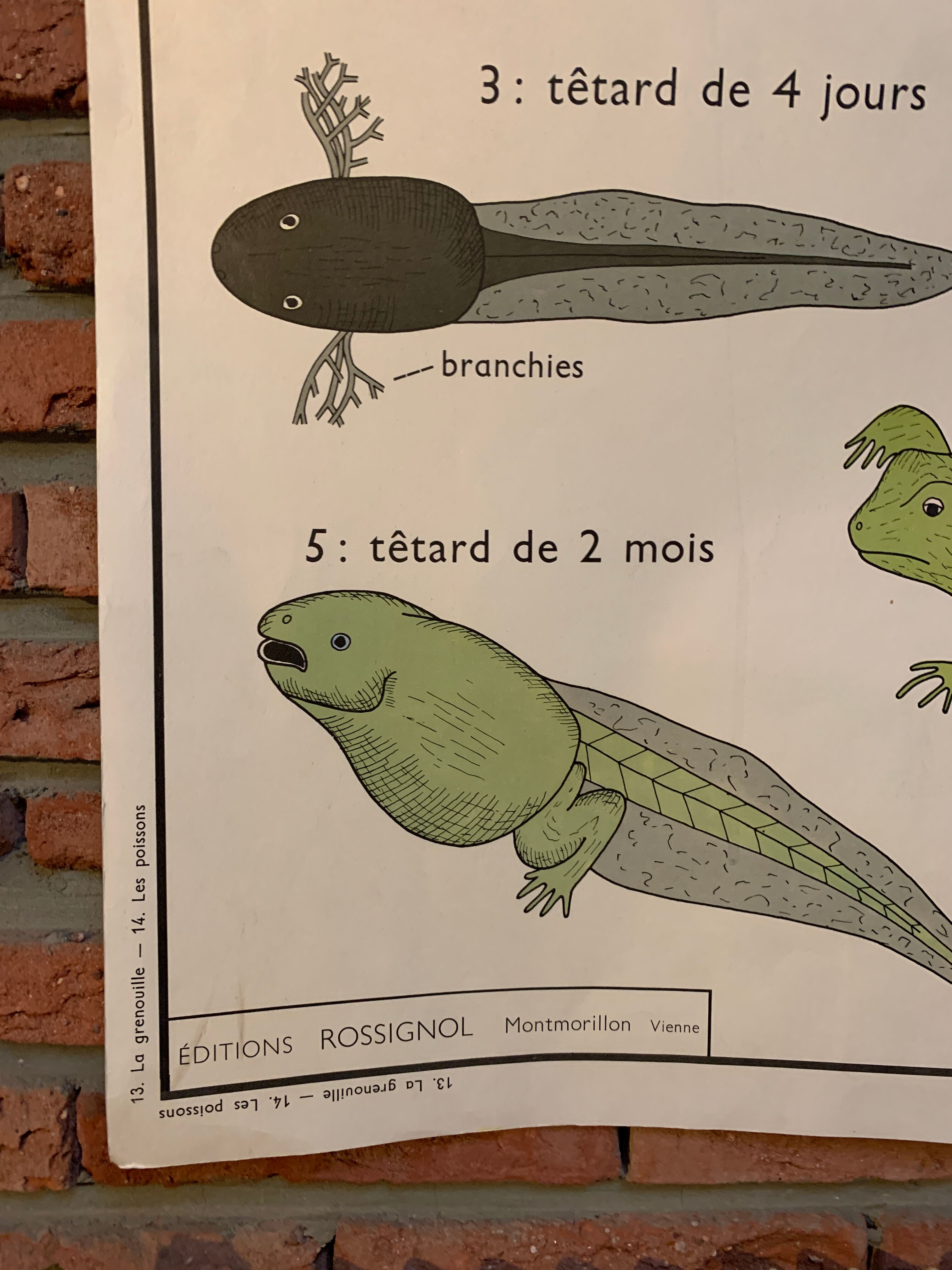 Poster The Frog and The Perch