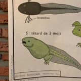 Poster The Frog and The Perch