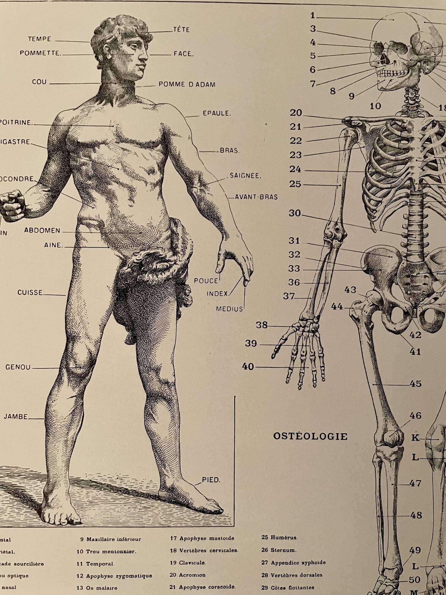 Lithograph engraving on the anatomy of 1928 (human body, skeleton)