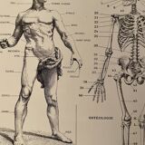 Lithographie gravure sur l'anatomie de 1928 (corps humain, squelette)