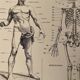 Lithograph engraving on the anatomy of 1928 (human body, skeleton)