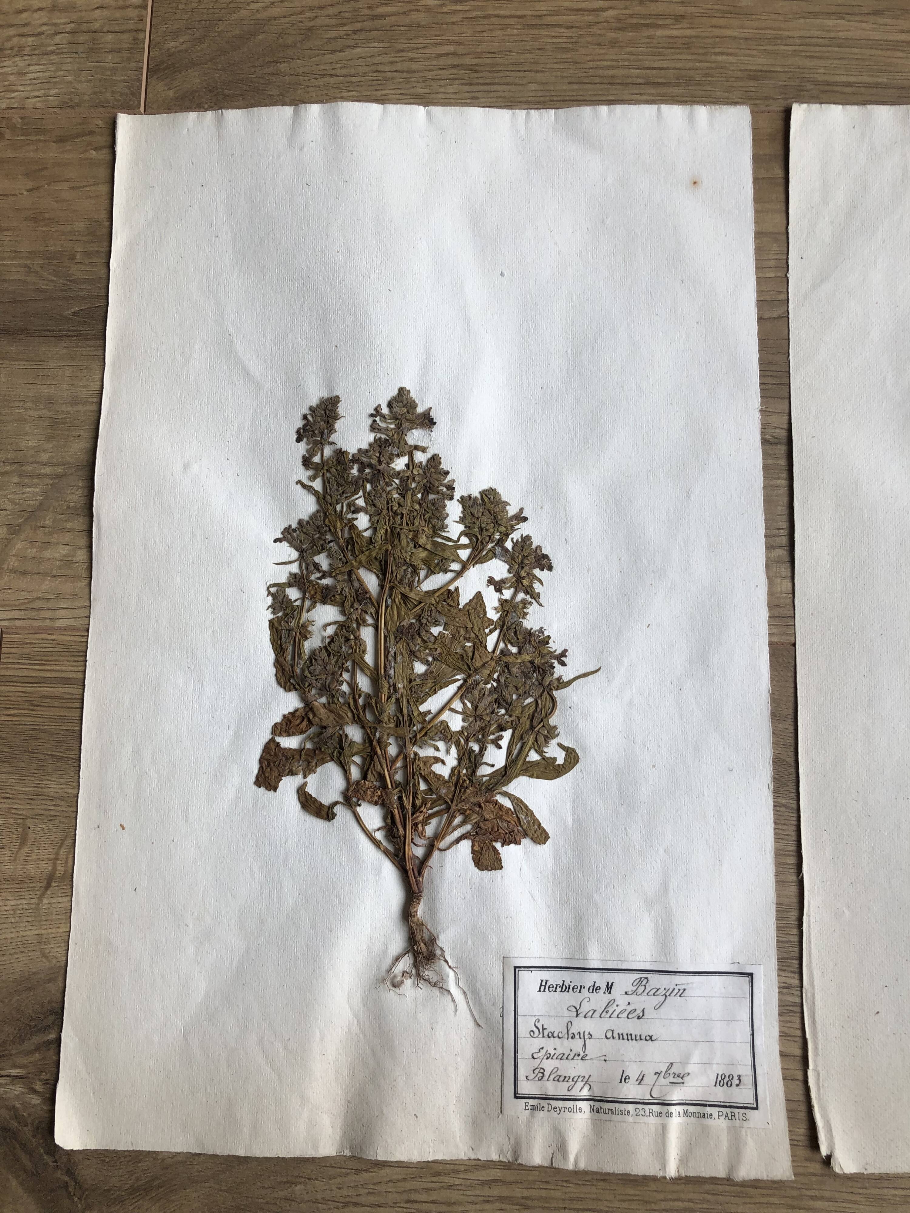 2-page lot of 19th century herbarium Deyrolle