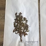 2-page lot of 19th century herbarium Deyrolle