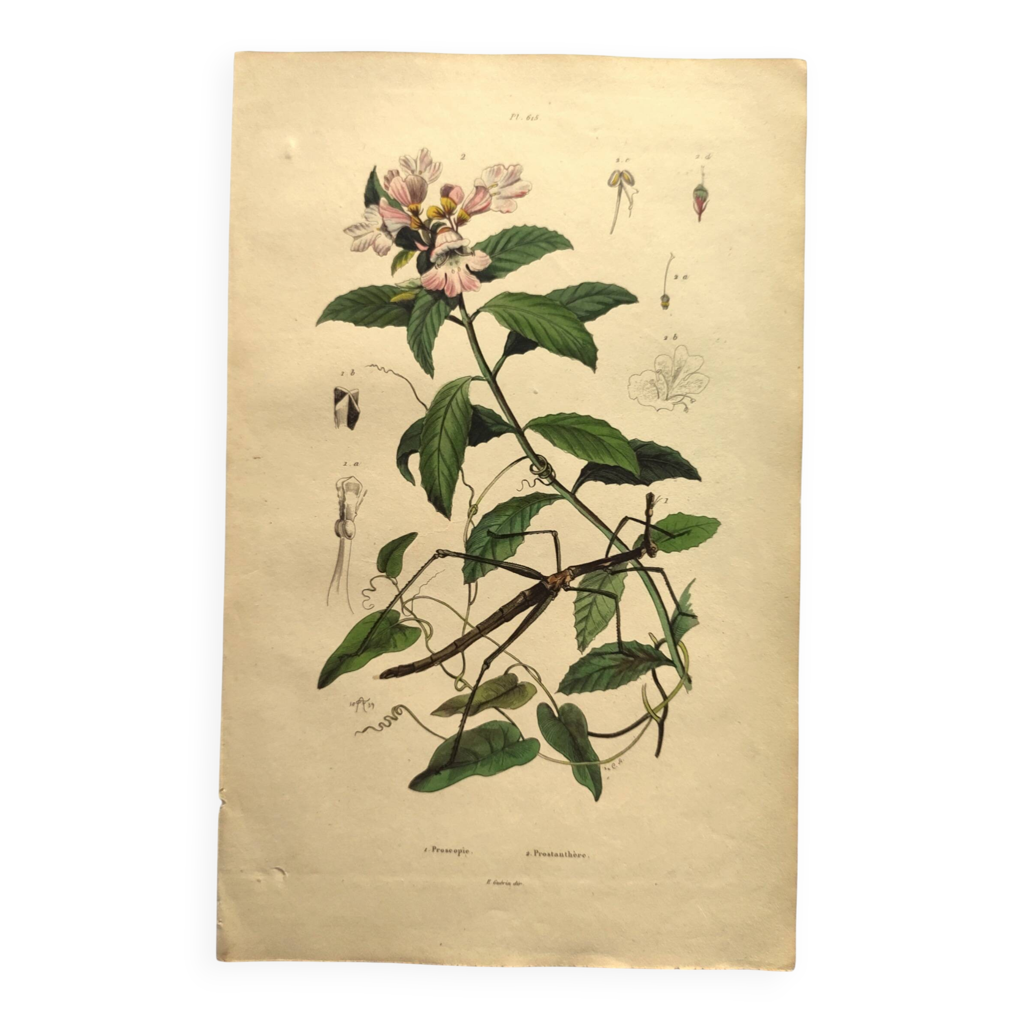Antique engraving from 1839 - Prostenthère - Hand-colored plate