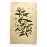 Antique engraving from 1839 - Prostenthère - Hand-colored plate
