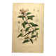 Antique engraving from 1839 - Prostenthère - Hand-colored plate
