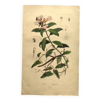 Antique engraving from 1839 - Prostenthère - Hand-colored plate