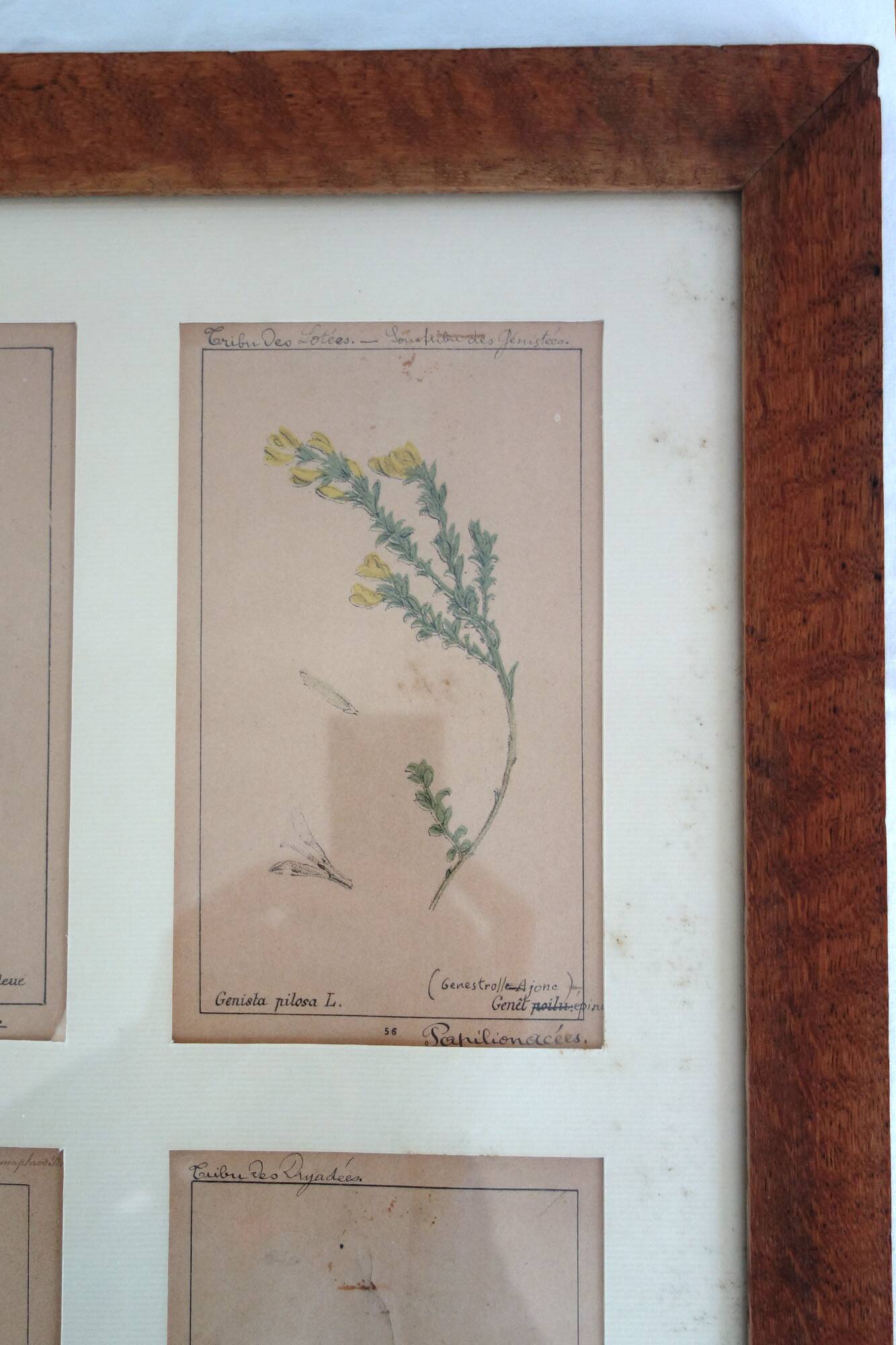 Table of 6 old engravings of flowers from Europe