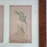 Table of 6 old engravings of flowers from Europe