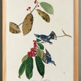 Poster about the Azure Warbler, after an old engraving from 1827.