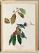 Poster about the Azure Warbler, after an old engraving from 1827.