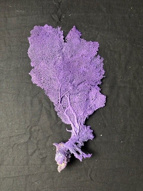 Natural purple gorgon n°2 cabinet of curiosities 41cm x 22cm