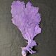 Gorgone violette naturelle n°2 cabinet de curiosité 41cm x 22cm