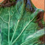 Retro leaf pocket emptier
