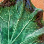 Retro leaf pocket emptier