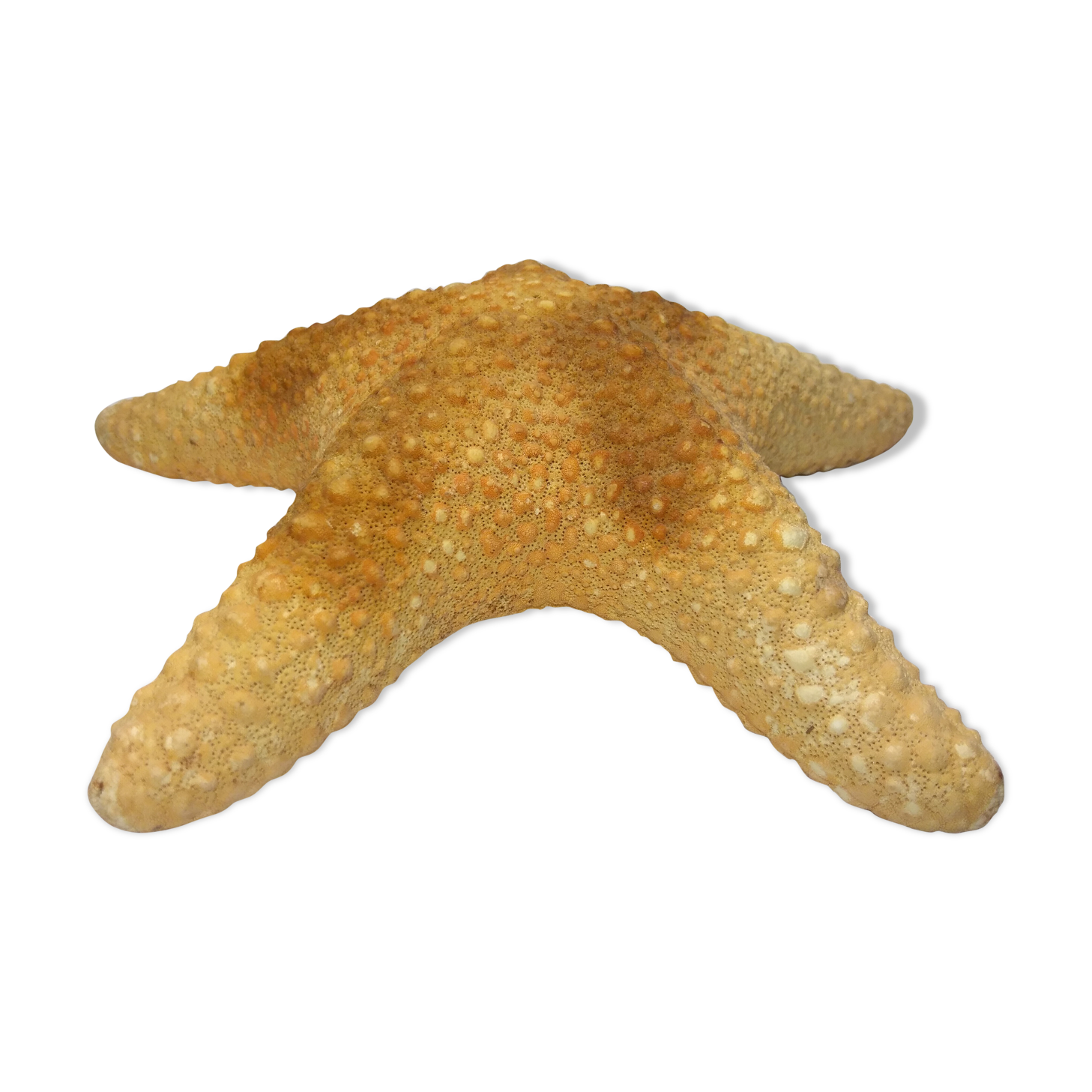 Ancient natural sea star