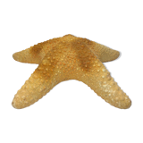 Ancient natural sea star