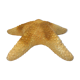 Ancient natural sea star