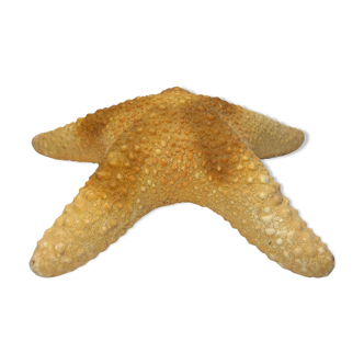 Ancient natural sea star