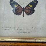 Butterflies lithograph frame
