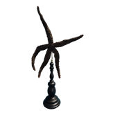 Cabinet of curiosities black starfish marthasterias glacialis on pedestal